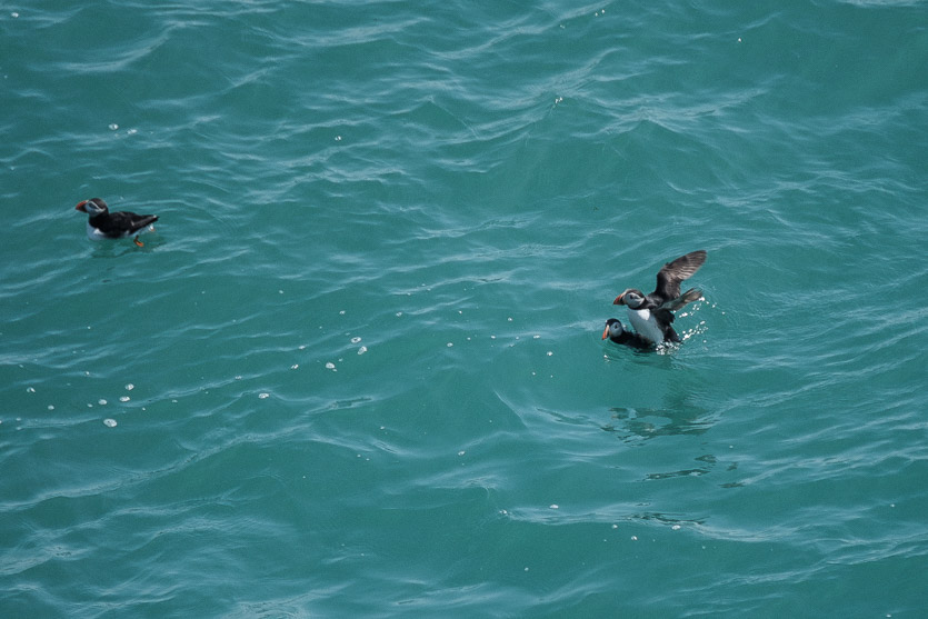 Distant Puffins mating on the water in Herm