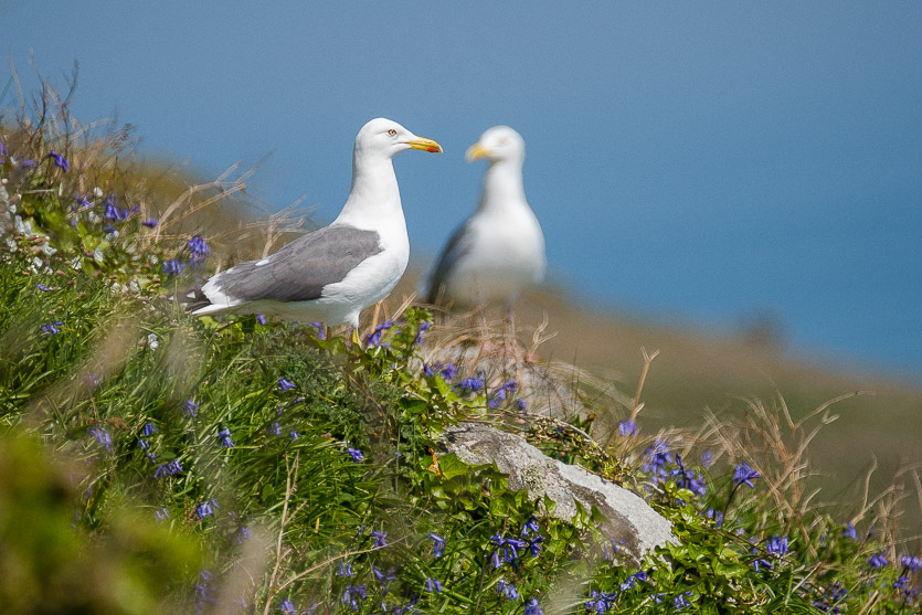 Two Herring Gulls on Bluebell covered cliffs in Herm